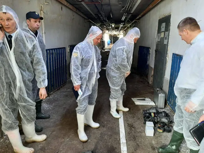 Под Челябинском рабочие задохнулись, убирая свинокомплекс и умерли: директора фирмы осудили