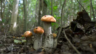 Где под Рязанью - раздолье для грибников: карта грибных мест