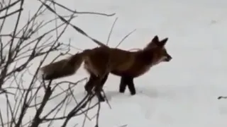 В Московском районе засняли лису на поводке: видео