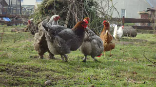 Курам воду не даю — они этому и рады: яиц станет больше, если заменить воду этим