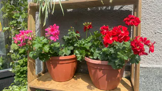 Раскрыта уникальная подкормка, которую обожает герань — огромные бутоны сразу запестрят