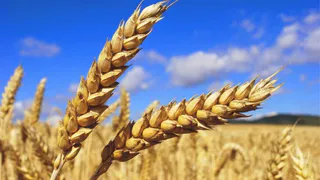 Навлинский депутат рассказал о манипуляциях с землей