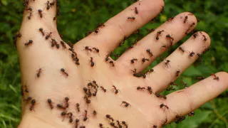 «Черная смерть» для муравьев: вылил 1 колпачок — опустошил муравейник до самых недр