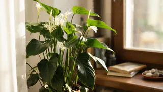 1 щепотка в воду: как стимулировать цветение спатифиллума – достаточно просто побрызгать этой добавкой