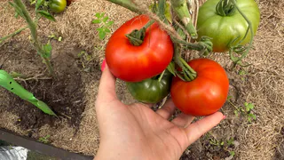 Отобрала 15 лучших сортов томатов за 12 лет опыта. Они растут сами и плодоносят до морозов