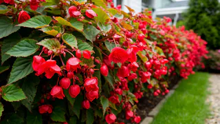 Эффектный многолетник для балконов и клумб - чем меньше трогаешь, тем ярче цветет. Утоните в цветах