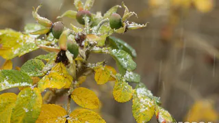 Погода в Рязани на понедельник: возможен дождь