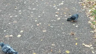 Погода в Нижнекамске 13 октября