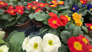 Выбросите янтарную кислоту: крошу в воду для гераней другую мощную таблетку — начинают цвести как в лучшие времена