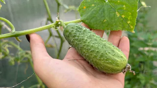 Теперь буду сажать огурцы только по-японской методике. Рассада толще пальца, не болеет, огурцы дают шикарный урожай