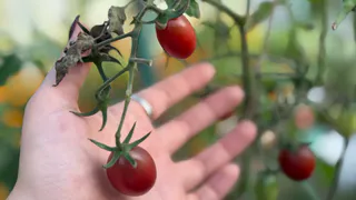 Раньше хватала все сорта томатов подряд и мучилась с выбором. А теперь выработала правила и стало проще - делюсь хитростью