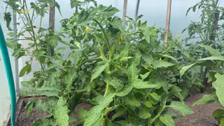 В июле помидоры часто заболевают, независимо от того, где растут - в теплице или на грядке: как спасти