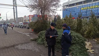 Более 600 елок изъяли в Магнитогорске: полицейские провели рейды по новогодним базарам