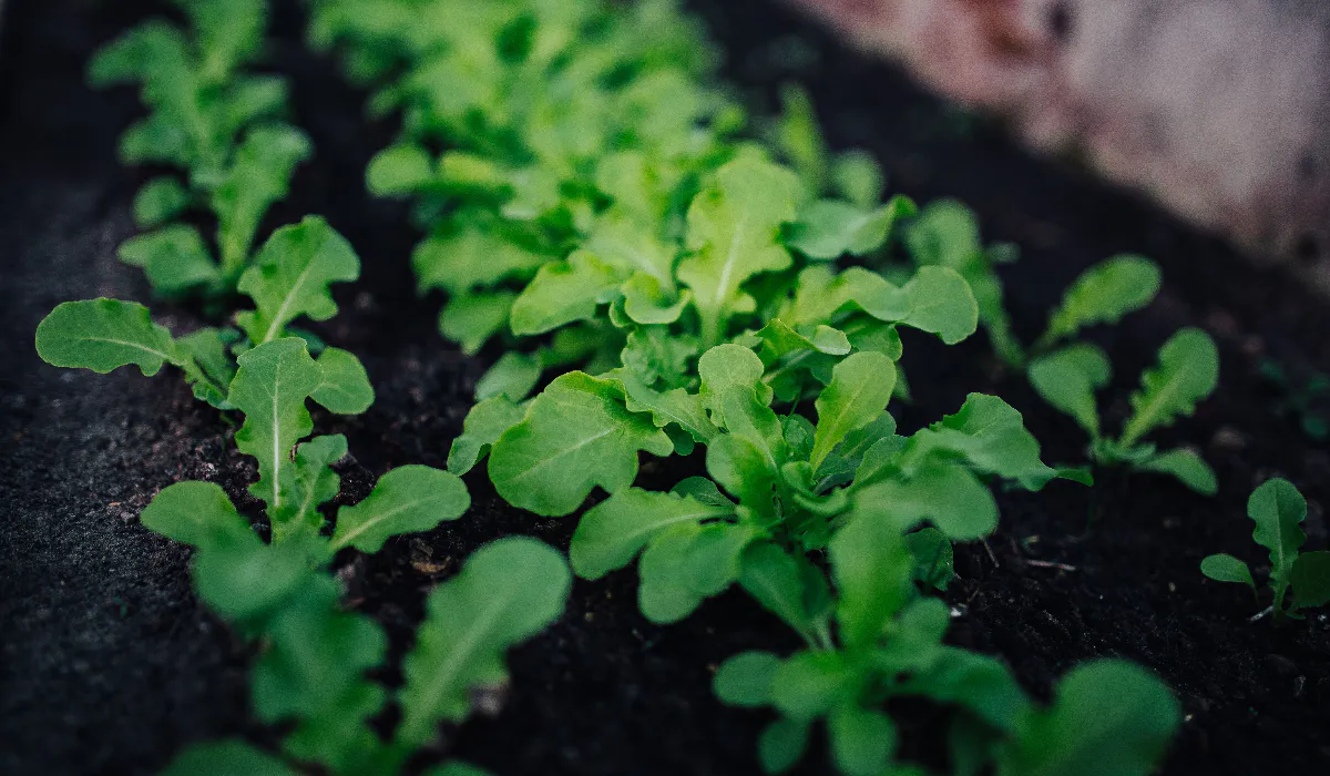 Как избежать борьбы с сорняками: секреты успешного огородничества