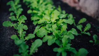 Как избежать борьбы с сорняками: секреты успешного огородничества