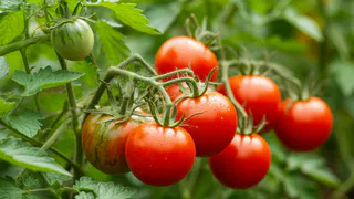 Собираю нижние листья томатов в банку с водой на 3 дня. Получается лучше любого стимулятора роста