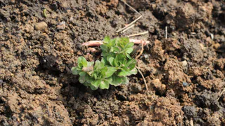 Миска крупы вместо 10 кг удобрений: бросаем даже на выпавший снег - весной земля нежнее шелка