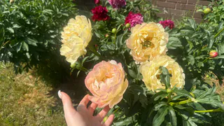 Этот эффектный кустарник затмит цветением даже розы: цветет ярко, богато до заморозков - аромат невероятный     