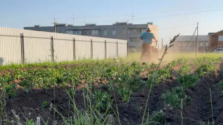 Россиян лишают "второго хлеба": за посадку картошки на даче будут штрафовать