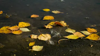 В Чувашии 25 октября ожидаются кратковременные дожди и прохлада