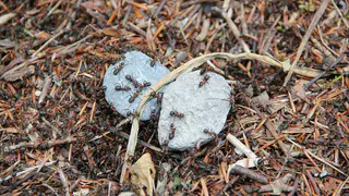 50 мл. на 10 л. и распылить повсюду — муравьи растают, как сахар