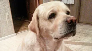 Instagram рязанцев: чертово колесо, фреш, унылый пес