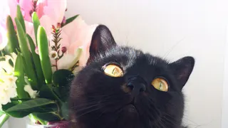 "Плюшевые лапки": кто победил в конкурсе?