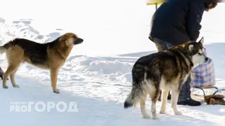 Магнитогорцы смогут бесплатно привить своих питомцев от бешенства