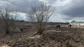 В Рязанской области почти 300 гектаров земли захватила дикая растительность