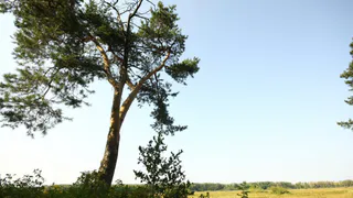 Карантин в разгаре, но весну никто не отменял: какая погода ждет Рязань на этой неделе