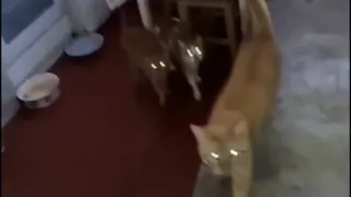 «Засохнут и сдохнут»: пьющий рязанец угрожает сбросить 9 кошек с 16 этажа