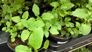 Рассада стоит на месте — 1 капля на литр воды и корни идут как бешеные