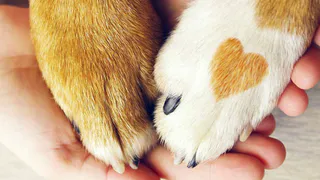 Куда обращаться нижнекамцам при встрече с агрессивной собакой