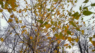 Погода на ноябрь в Рязани: ждите похолодание и первый снег