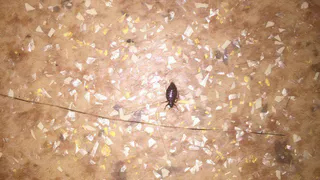 "Ночью на нас начинается охота" - рязанка о нашествии клопов в БСМП