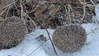 После спячки во Владимирской области проснулись голодные ежи