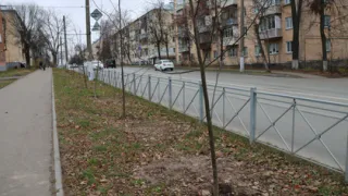 Во Владимире высадили каштановую аллею из 21 саженца