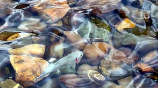 В фонтане у администрации Сыктывкара вновь появились чешуйчатые жители