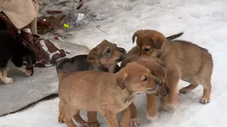 В Солотче замерзают брошенные под ёлкой щенята