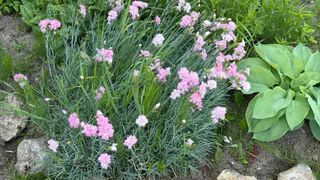 Этот многолетник легко переживет дожди и подтопления: цветет все лето до осени