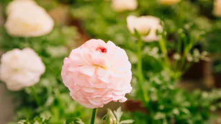 Роза померкнет на фоне этого цветка: этот махровый красавец растет без капризов и прекрасно цветет все лето