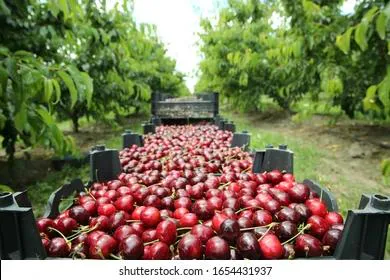 В России обвалились цены на популярные продукты