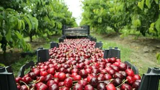 В России обвалились цены на популярные продукты