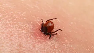 Под Рязанью скончался 7-летний мальчик после укуса клеща