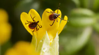 Клещи ненавидят этот запах: заплатите не больше 45 рублей, а защититесь в 100 раз лучше, чем магазинным аэрозолем