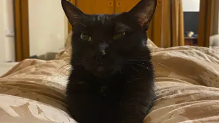 Почему когда хозяин обращается к кошке, она часто мяукает в ответ: зоопсихологи назвали неочевидную причину