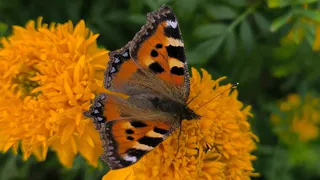 Аномальное тепло в Челябинской области: антициклон балует нас теплом