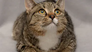 Дай лапку: Кокос, Пуфик и Мальвина ищут новый дом