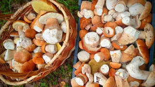 В Ермишинском районе жители ведрами собирают белые грибы