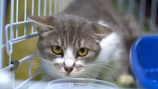 Приют "Кошки за окошком" накопил долг в 98 000 рублей из-за новоприбывших